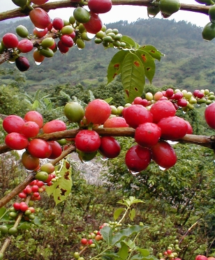 photo © Coffee Industry Board